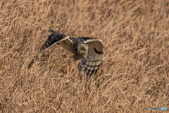 野ネズミの顔（２）