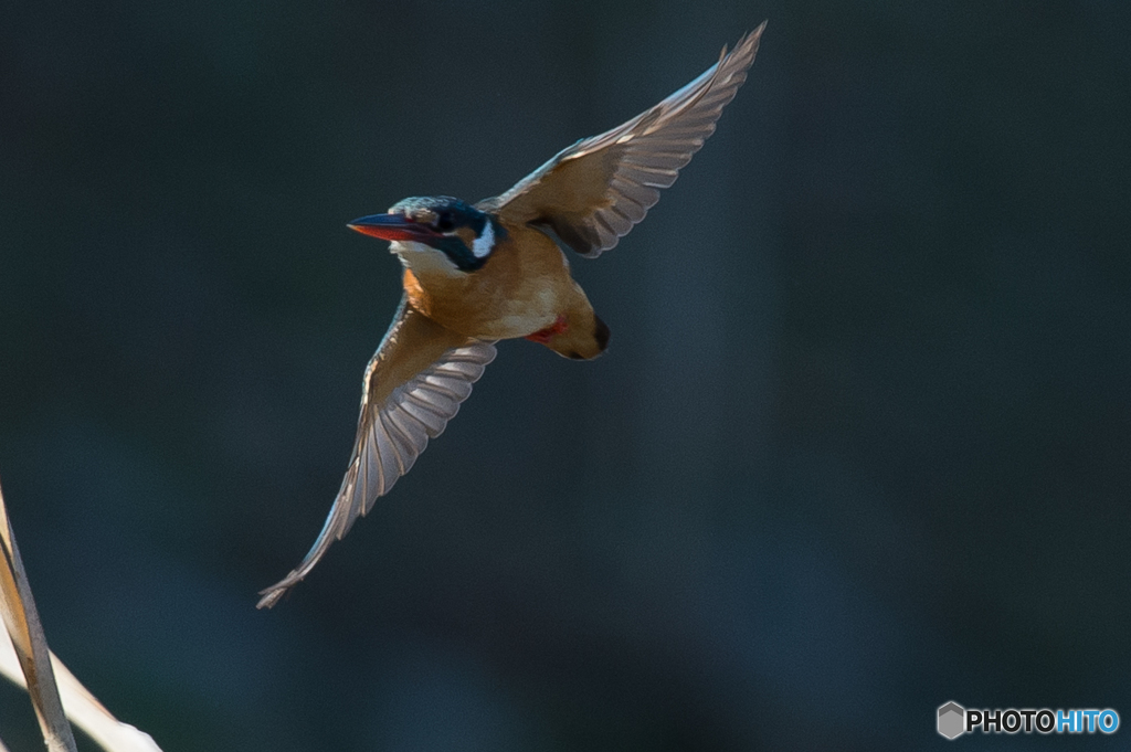 いつもの公園　カワセミ三態（２）