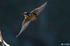 いつもの公園　カワセミ三態（２）