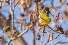 いつもの公園「春告げ鳥」（メジロ）（２）