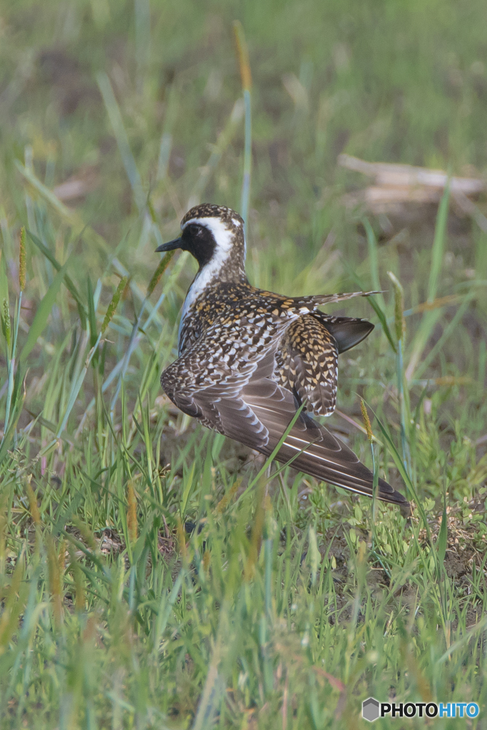 いつもの公園「ムナグロ羽休め」（１）