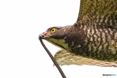 閲覧注意！サシバヘビ銜える