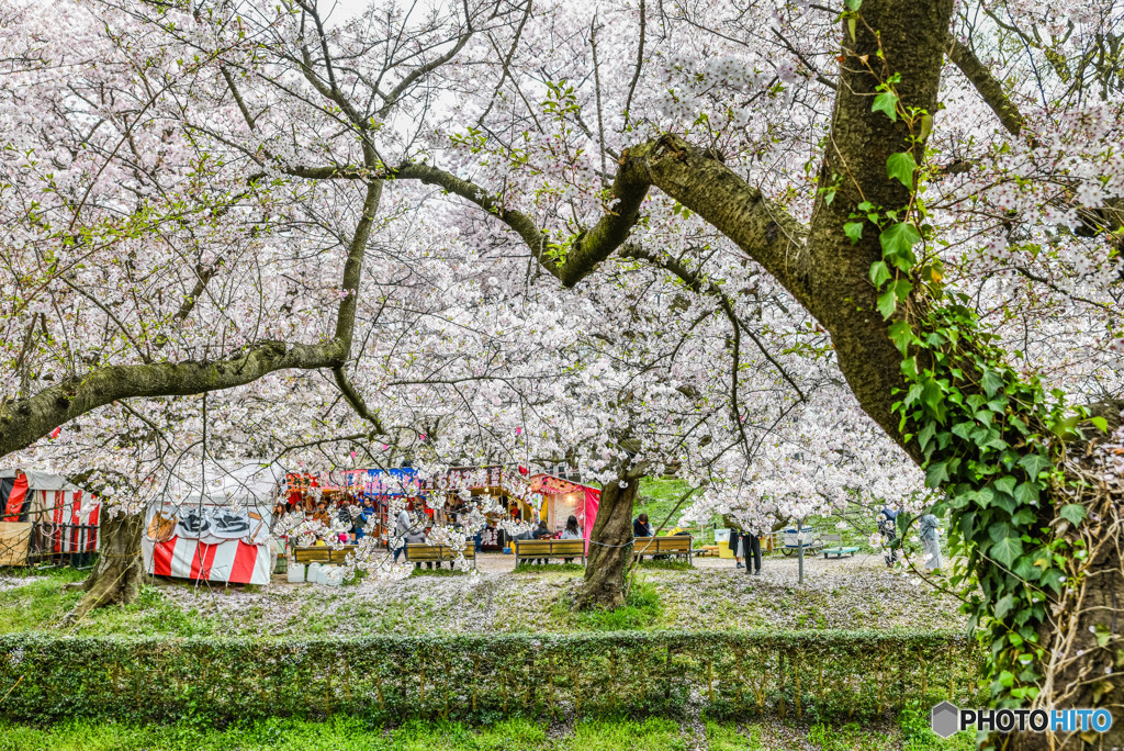 桜の樹の下で（埼玉県幸手市権現堂公園）（２６）「華雅」