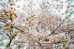 桜の樹の下で（埼玉県幸手市権現堂公園）（６）「櫻重なり」