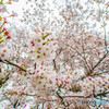 桜の樹の下で（埼玉県幸手市権現堂公園）（６）「櫻重なり」