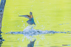 いつもの公園「ダァー」三題（カワセミ）（３）