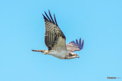 いつもの公園「羽ばたきの秋空」（１）