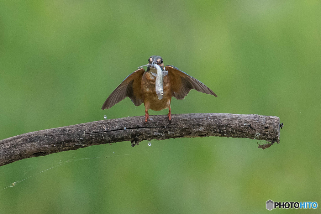 いつもの公園「お魚の顔」