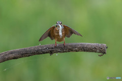 いつもの公園「お魚の顔」