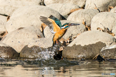 いつもの公園「左良し」（３）