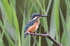 隣町の公園「カワセミ」