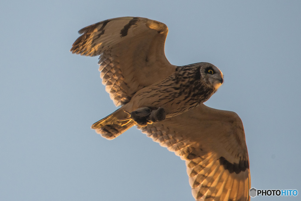 ハンターコミミ（４）