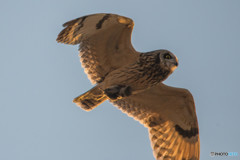 ハンターコミミ（４）