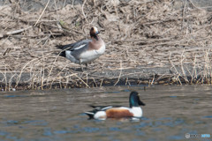 春、好日水温もり　ヒドリガモ
