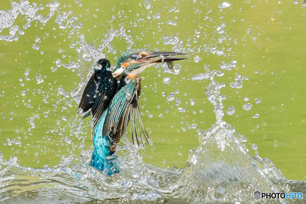 いつもの公園「捕魚」