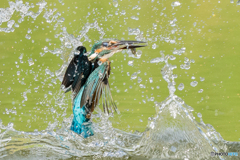 いつもの公園「捕魚」