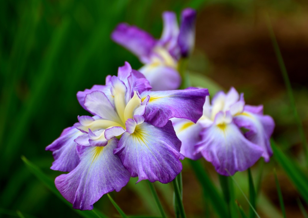 薫華　「妙華」