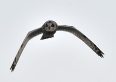 利根川堰堤　「コミミズク」（２）