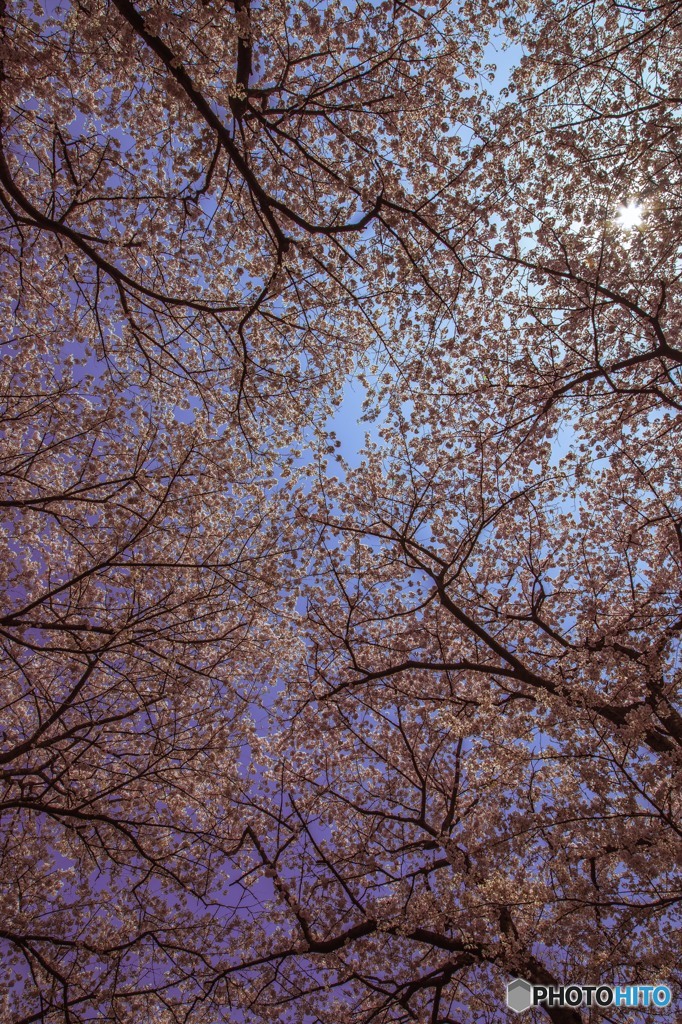 権現堂桜