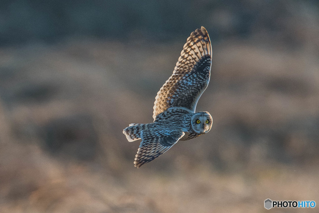 予期せぬ登場、冬野人見てます。三連写（コミミズク）（２）