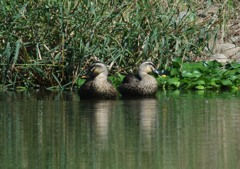 いつもの公園　カルガモ、デュエット