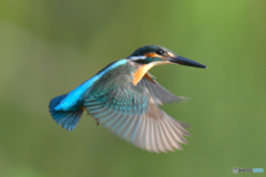 いつもの公園「カワセミ日記（４７）」