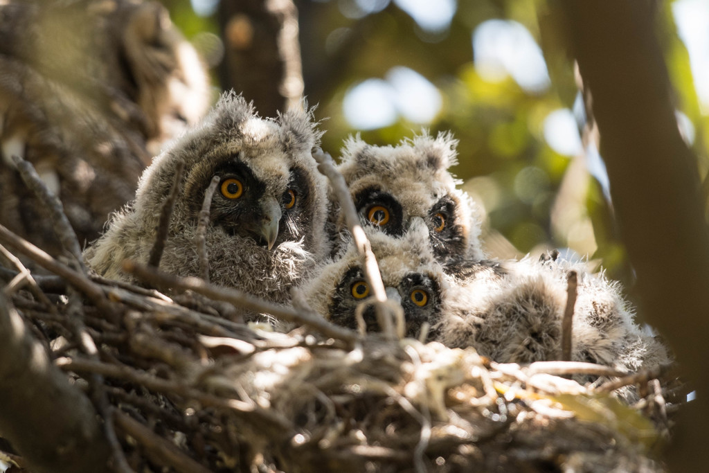トラフズクにぎやか（２）