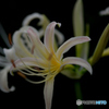 秋華（１０）「白曼珠沙華」