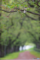 いつもの公園「蕊（シベ）の頃」