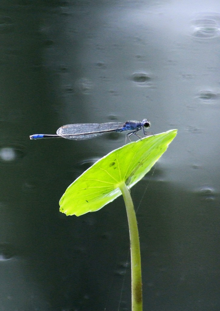 眼３－２「アオちゃんの眼」