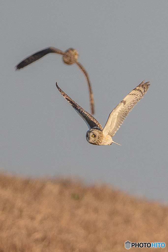 コミミズク悠々（６）