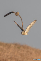 コミミズク悠々（６）