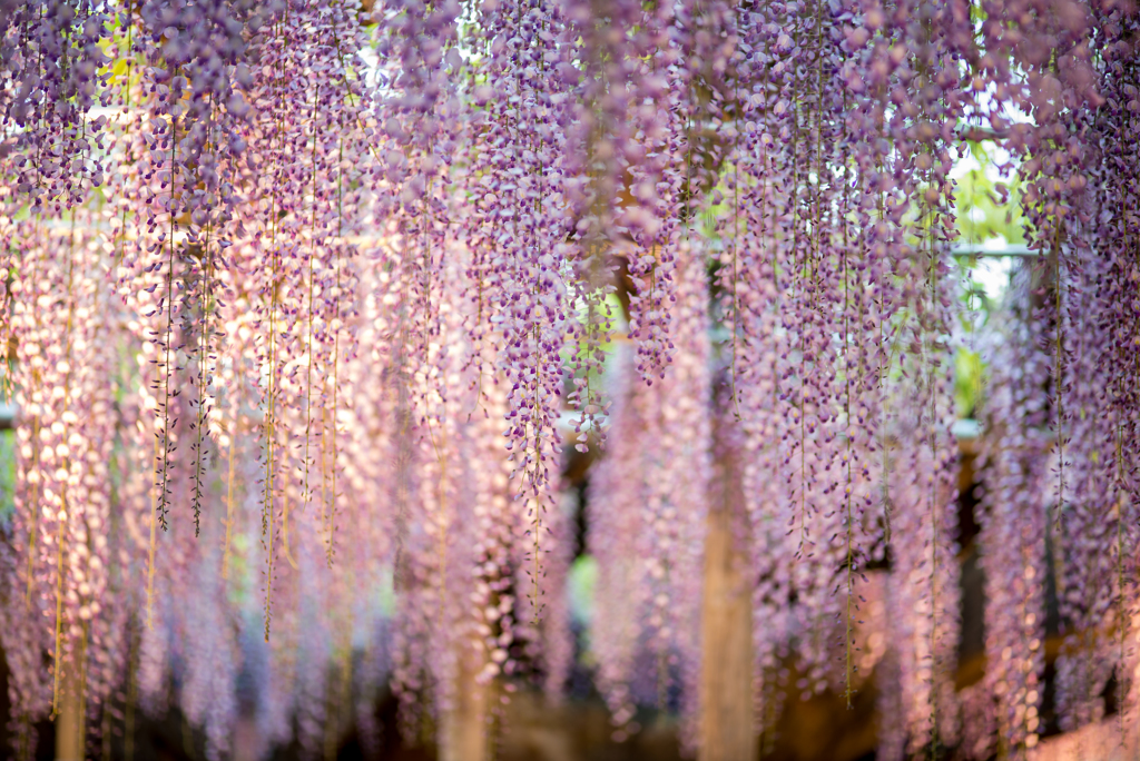 大藤賛歌（２）「花暖簾」