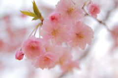 fairy pink