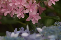 紫陽花