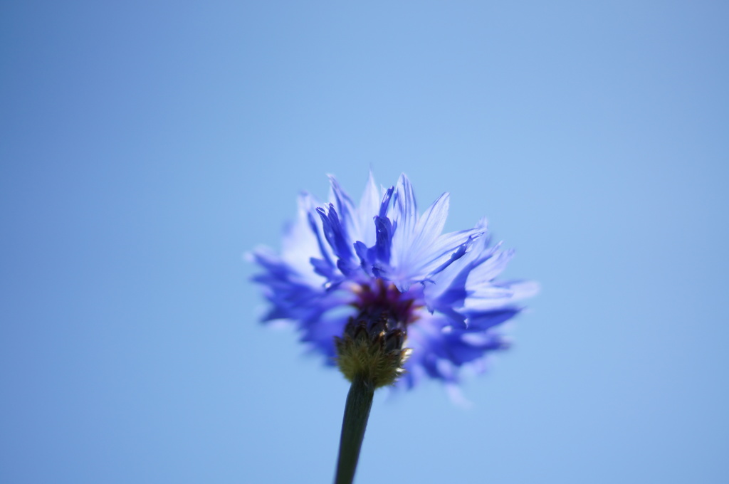 蒼