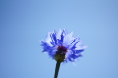 蒼