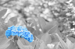 紫陽花
