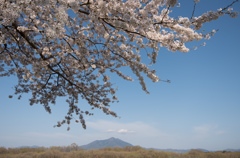 下妻の桜　その５