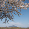下妻の桜　その５