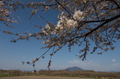 下妻の桜　その７