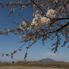 下妻の桜　その７