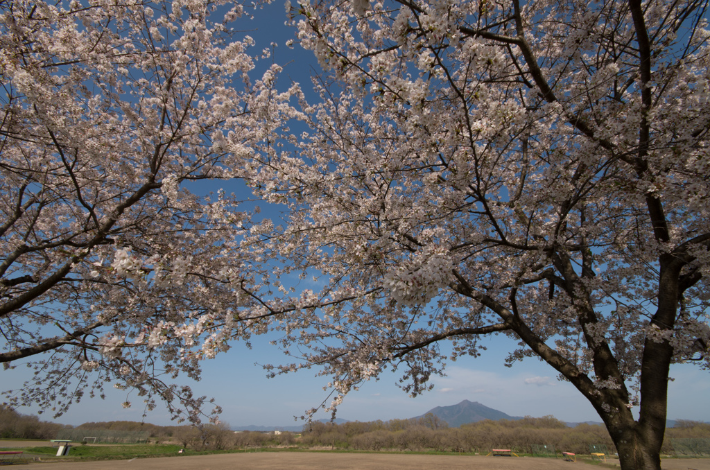 下妻の桜　その６