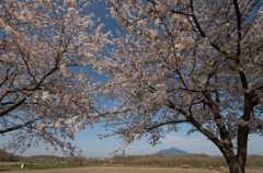 下妻の桜　その６