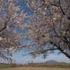 下妻の桜　その６