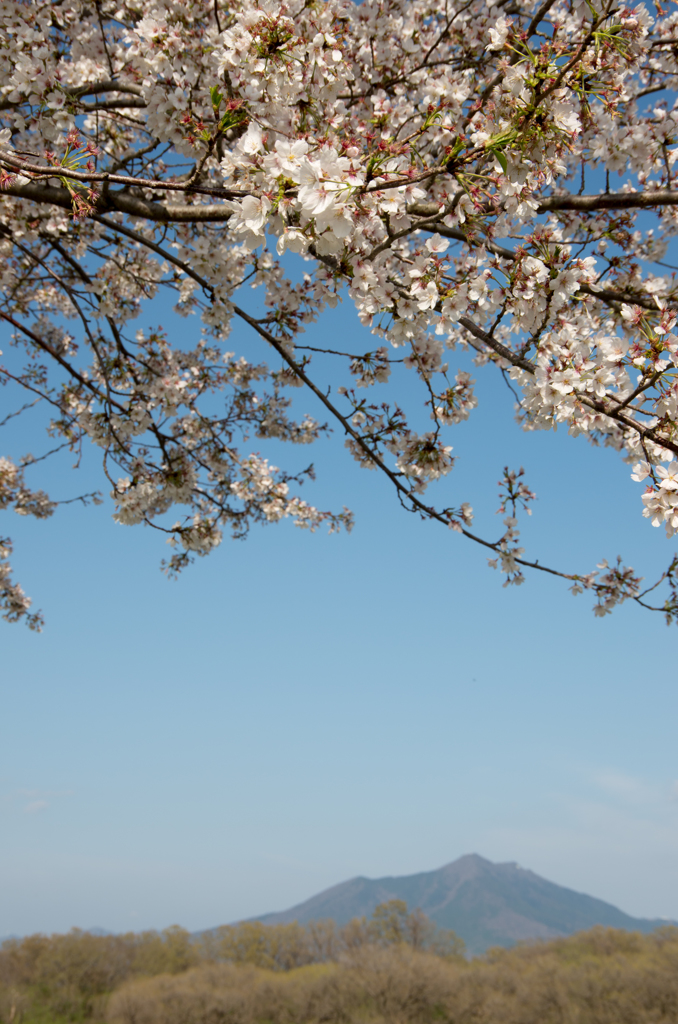 下妻の桜　その４