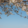 下妻の桜　その４