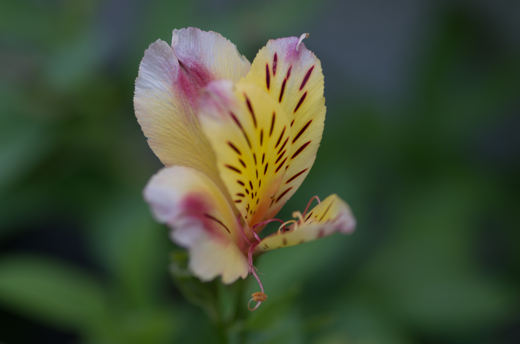 お花マクロ撮影１