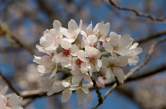下妻の桜　その３