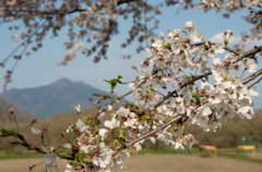下妻の桜　その２